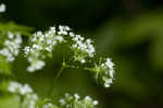 Sweet cicely <BR>Anise-root <BR>longstyle sweetroot